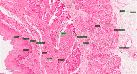 Gastrointestinal Tract Histology | Faculty of Medicine