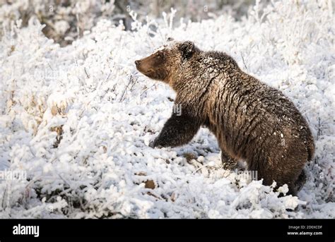 Grizzly bear in the snow Stock Photo - Alamy