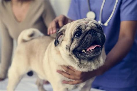 Pug Health Problems (9 of the Most Common To Watch For)