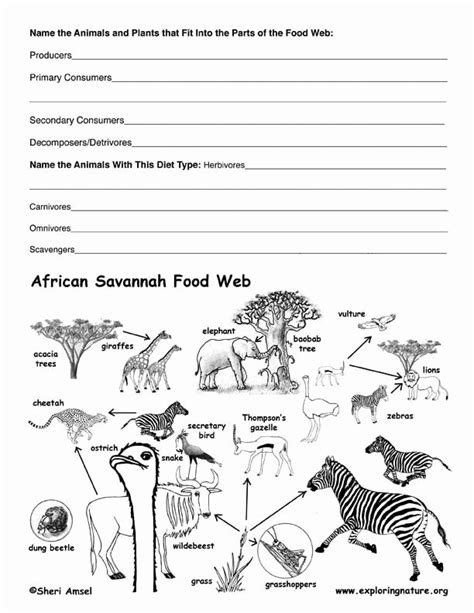 50 Food Web Worksheet High School