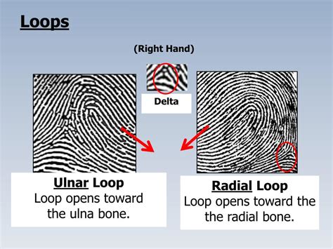 PPT - C12 Fingerprints PowerPoint Presentation, free download - ID:1886594