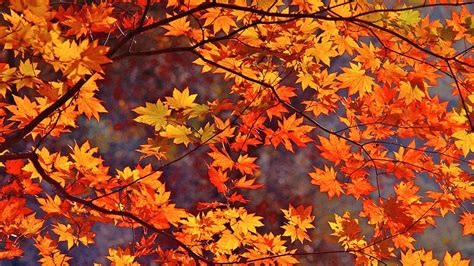 🔥 [40+] Autumn Foliage Wallpapers | WallpaperSafari