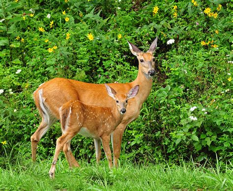 Mother And Baby White-tailed Deer Photograph by Lara Ellis