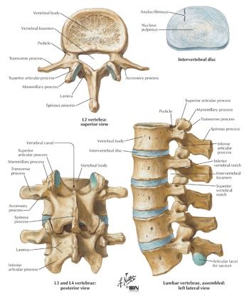 Lumbar Spine Anatomy