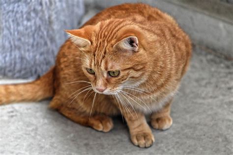 Tabby Cat Breeds, Colours & Markings - Cat-World