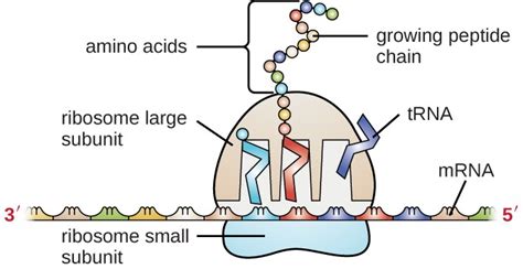 12.4.1 Types of RNA - Chemistry LibreTexts