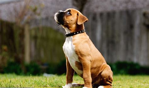 Boxer Dog Wallpapers - Top Free Boxer Dog Backgrounds - WallpaperAccess