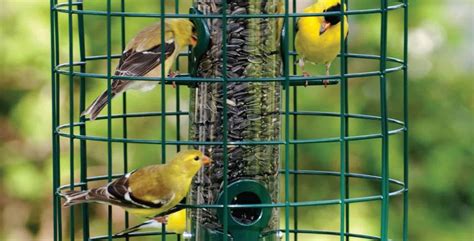 The Best Squirrel Proof Bird Feeders - Birding Insider