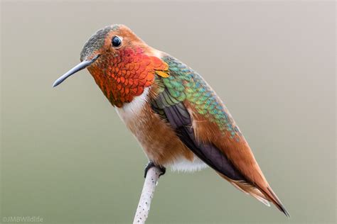 Allen's Hummingbird Species - Hummingbirds Plus