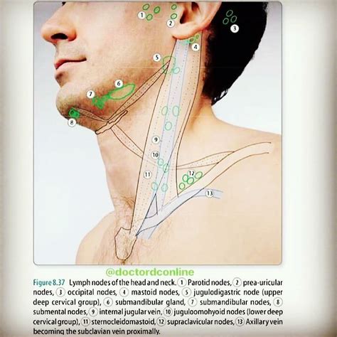 Lymph Nodes Diagram Neck