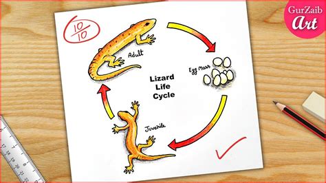 Life Cycle Of Lizard Diagram Drawing Science Project Chart Making | The Best Porn Website