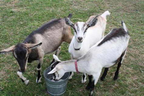 Alpine Goat - Breeds List