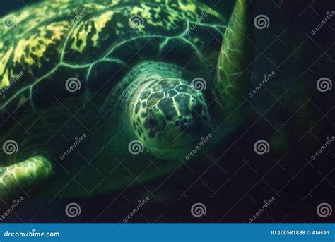 Green sea turtle close up stock photo. Image of climate - 100581838