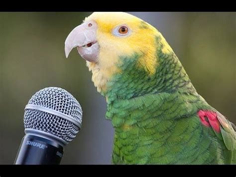 Funny Parrot - A Cute Funny Parrots Talking Videos Compilation ||NEW HD | Parrots | Know Your Meme