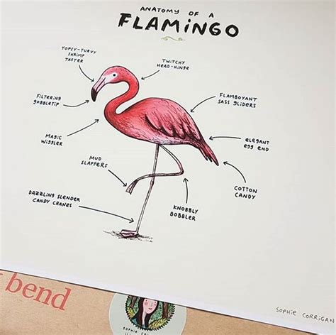 Buy Anatomy of a Flamingo Signed Art Print Online in India - Etsy