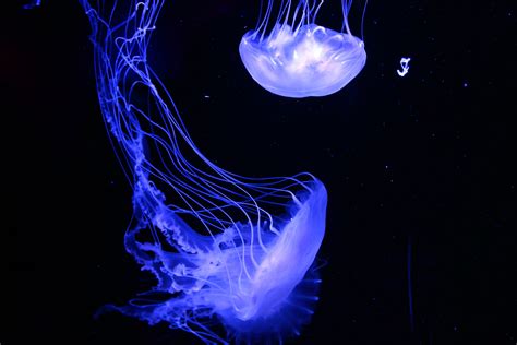 Blue jellyfish covered by dark surface HD wallpaper | Wallpaper Flare