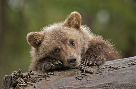 Download Cub Baby Animal Animal Bear HD Wallpaper