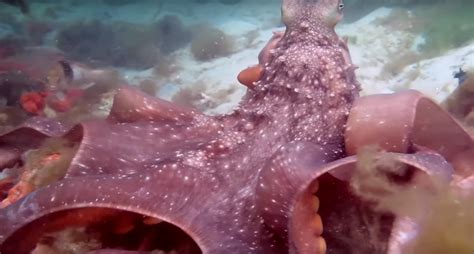 Scientists can't agree on odd octopus behavior - CBS News