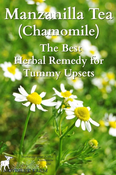 Manzanilla Tea - The Best Herbal Remedy for Tummy Upsets - Joybilee® Farm | DIY | Herbs ...