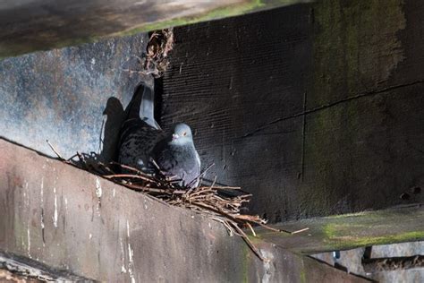 Baby Pigeon Mystery Solved: Rock Pigeon Nesting Facts