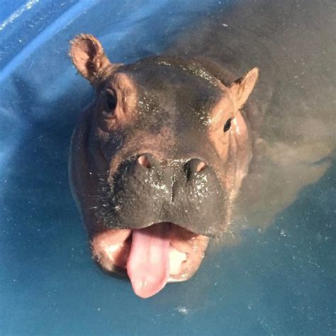 Fiona the Rescued Baby Hippo Graduates to the Adult Swimming Pool at ...