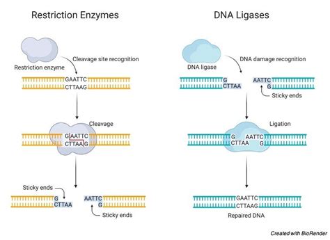 DNA Ligase: Definition, Type, Mechanism and Significance