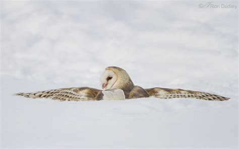 Barn Owl Hunting Adaptations And Techniques « Feathered Photography