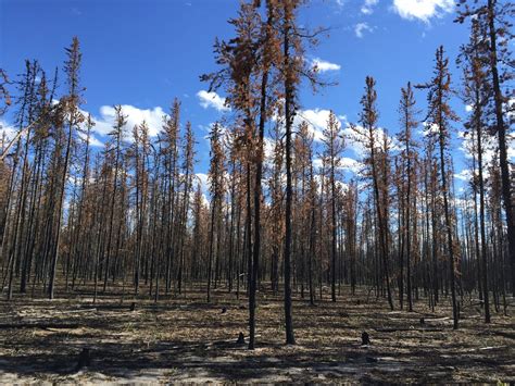 Boreal Forest Fires Could Release Deep Soil Carbon – Climate Change: Vital Signs of the Planet