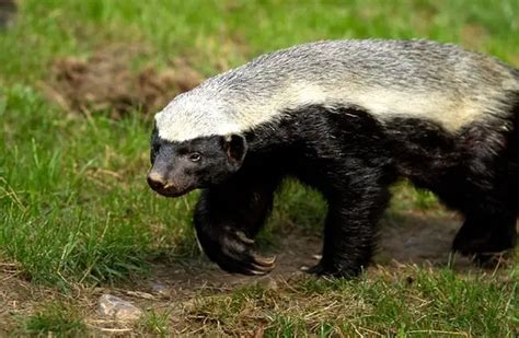 Honey Badger - Description, Habitat, Image, Diet, and Interesting Facts