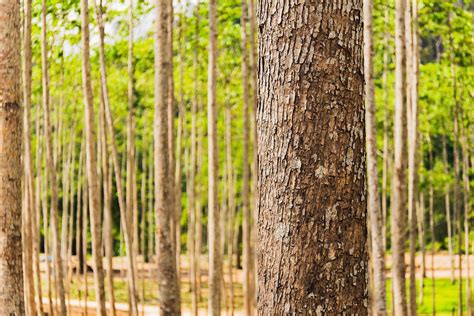 Tree Trunk Texture Stock Photos, Images and Backgrounds for Free Download