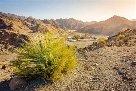 440+ Fujairah Mountains Stock Photos, Pictures & Royalty-Free Images - iStock