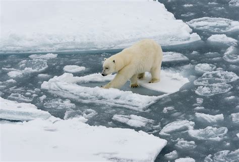 Why polar bears became an icon of climate change - Earth.com