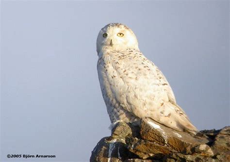 Snowy Owl - snæugla Iceland Island, Hedwig, Snowy Owl, Birds Of Prey ...