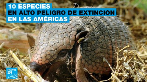 10 de las especies de seres vivos más amenazadas en las Américas - En 5 minutos