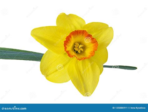 Narcissus Flower Isolated on a White Stock Image - Image of beautiful ...