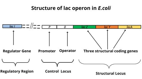 Lac operon - RBR Life Science