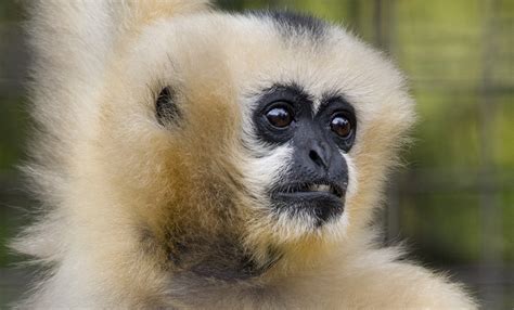 White-cheeked gibbon | Smithsonian's National Zoo and Conservation Biology Institute