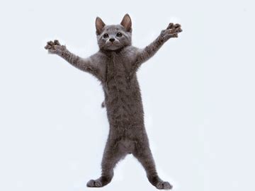 Cat Dancing Animation