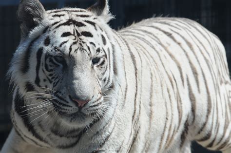 File:Royal White Bengal Tiger headshot at Cougar Mountain Zoological Park 2.jpg - Wikimedia Commons