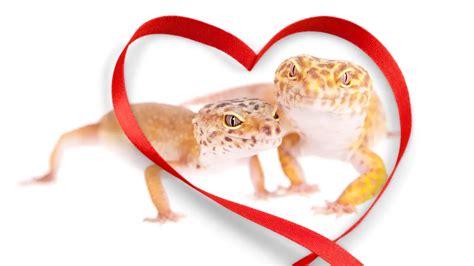 Leopard Gecko Breeding Guide (leopard gecko breeding made easy) – Leopard Gecko Habitat