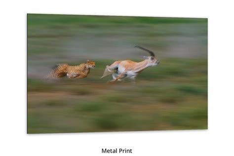 The Great Chase — Cheetah and Grant's Gazelle by Thomas D. Mangelsen