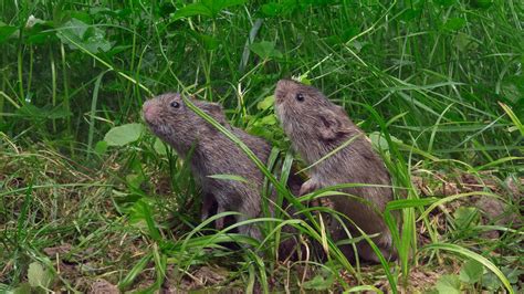 This is your brain on love (if you're a prairie vole) | Science | AAAS