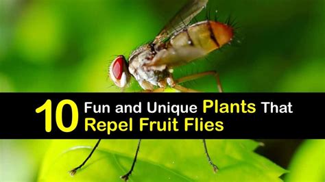 Fruit Fly Repellent Plants - Repel Fruit Flies with Greenery