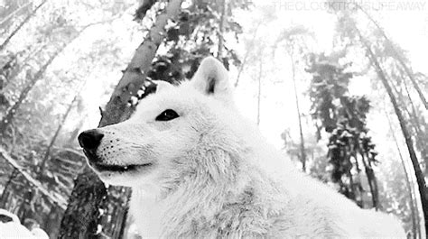 white wolf precious gif | WiffleGif