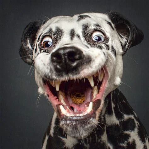 Delightful photos of dogs pulling hilarious faces when catching treats ...