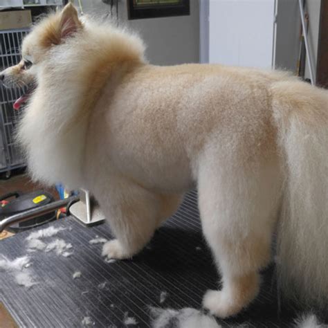 Groomerisms and the Art of Zen: Grooming How-To: Lion Clip on a Pomeranian and Cats