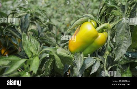 Bell pepper harvesting Stock Videos & Footage - HD and 4K Video Clips - Alamy