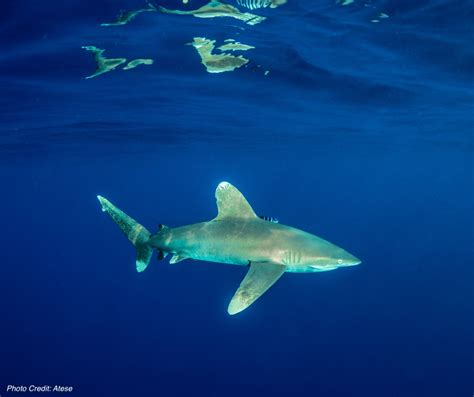 Oceanic Whitetip Shark (Carcharhinus longimanus) - ANGARI Foundation