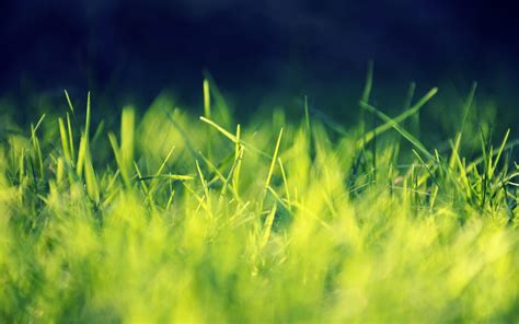 Green Grass Wallpapers - Wallpaper Cave