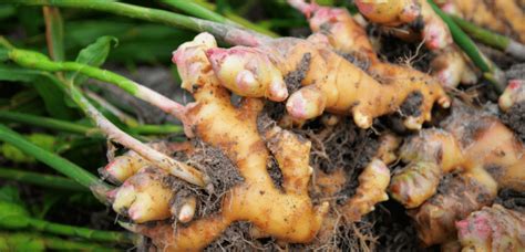 How To Grow A Fantastic Ginger Plant Indoors